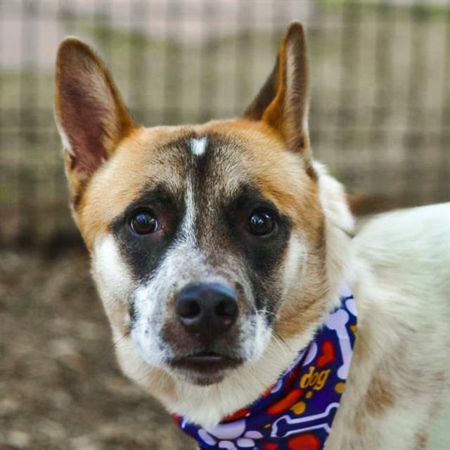 Buddy, a Australian Cattle Dog/Blue Heeler, available for adoption