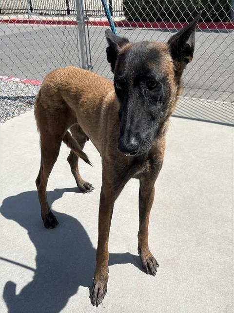 Scarlet, a Belgian Shepherd Malinois, available for adoption