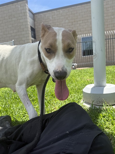 Irish, a American Staffordshire Terrier, available for adoption
