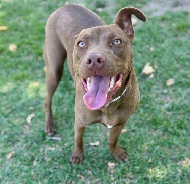Lady, a Pit Bull Terrier (mix breed), available for adoption