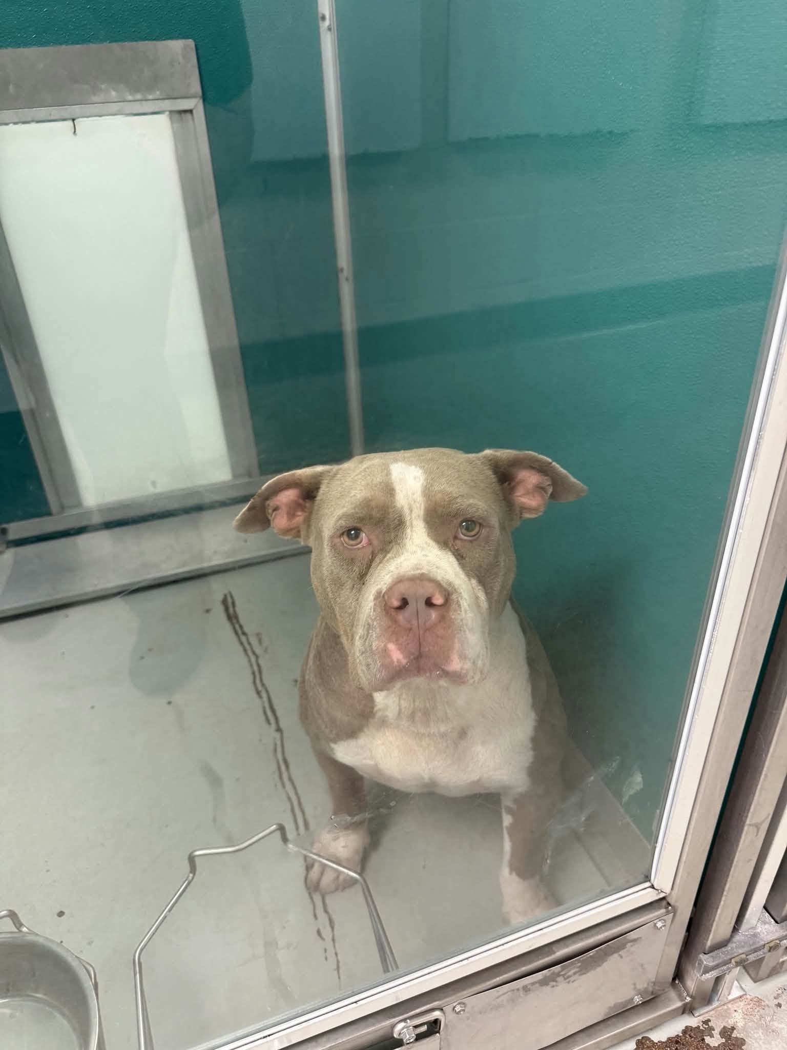 A478379, a Pit Bull Terrier, available for adoption