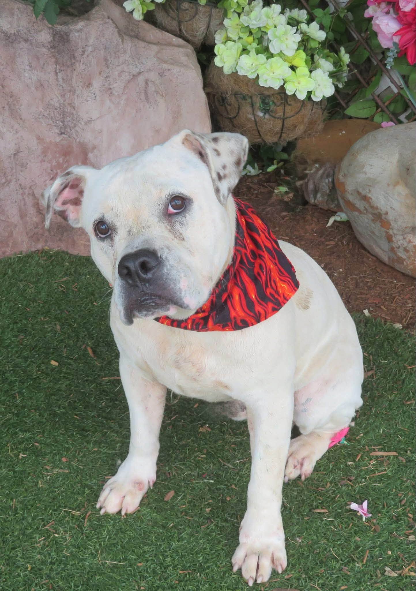 Lighting, a American Bulldog, available for adoption