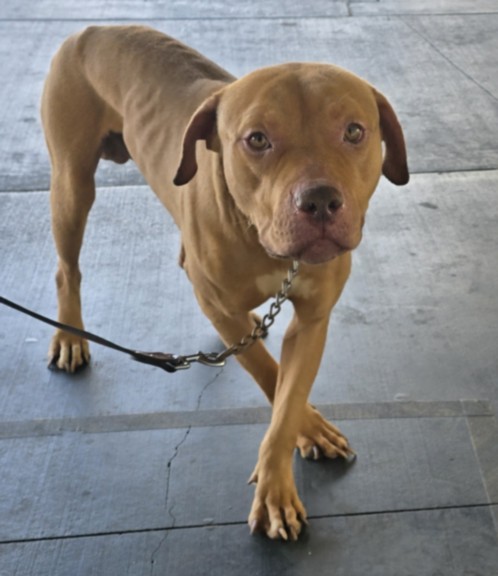 George, a Cane Corso Mastiff, available for adoption