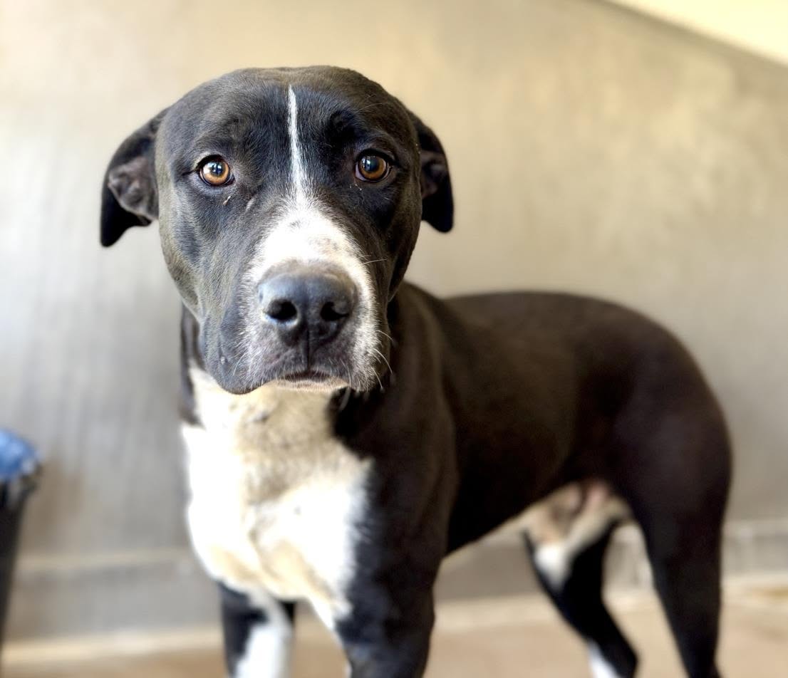 Socks, a Pit Bull Terrier, available for adoption