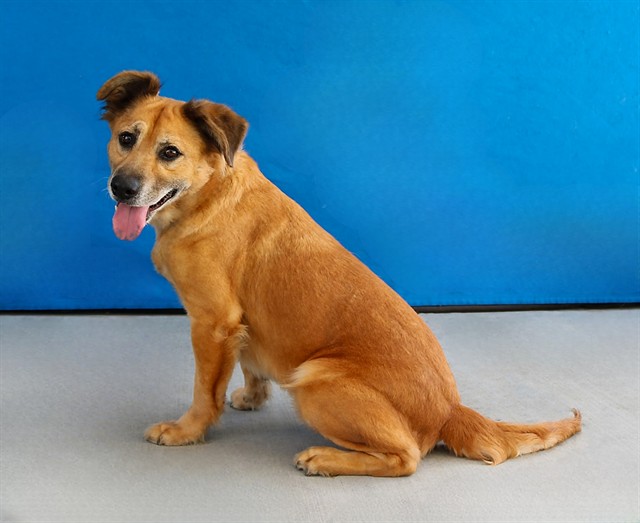 Amore, a German Shepherd, available for adoption