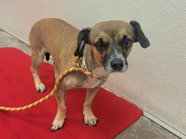 Butter Pecan, a Chihuahua (mix breed), available for adoption