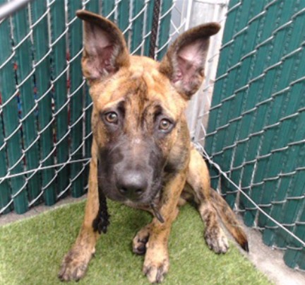 Fido, a German Shepherd, available for adoption