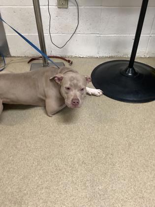 Lily, a Pit Bull Terrier, available for adoption
