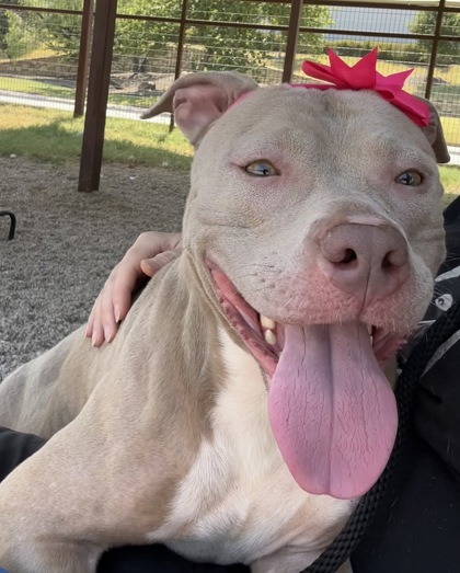 Lily, a Pit Bull Terrier, available for adoption
