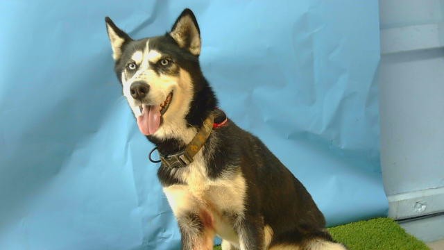 A5793186, a Husky, available for adoption