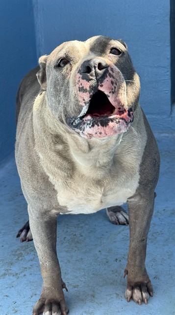 Moo Moo, a Bullmastiff, available for adoption