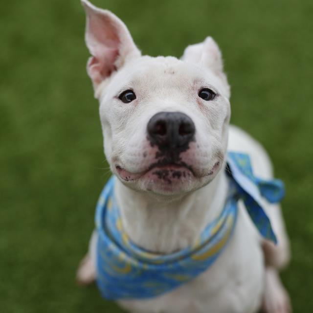 Melanie, a American Staffordshire Terrier (mix breed), available for adoption
