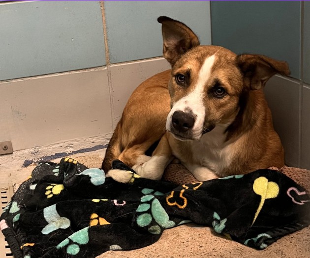 Beethoven, a American Staffordshire Terrier (mix breed), available for adoption