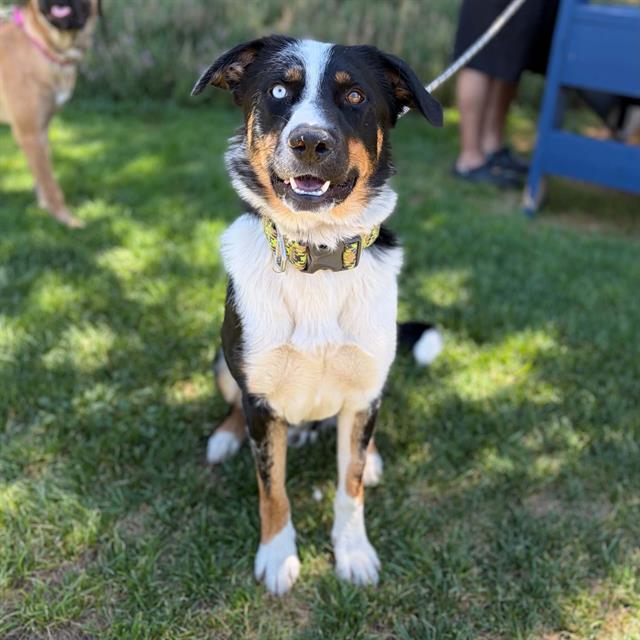 Mercury, a Australian Shepherd, available for adoption