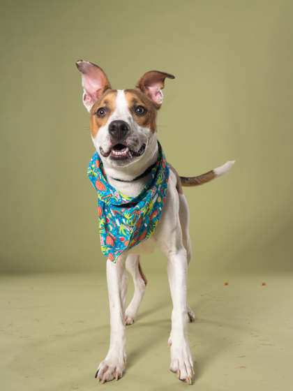 Boykin, a Fox Terrier (mix breed), available for adoption