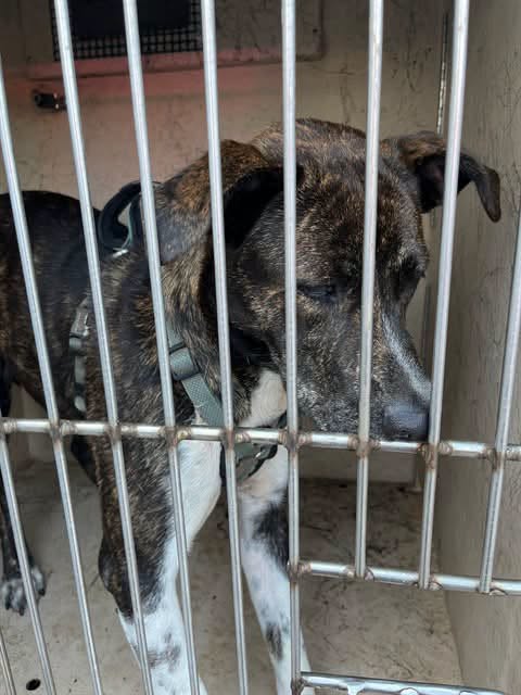 Adoptable pet photo