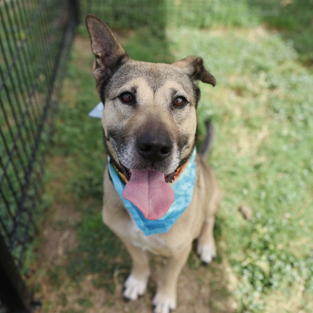 Shepherd (mix breed) available for adoption