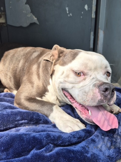 Adoptable pet photo
