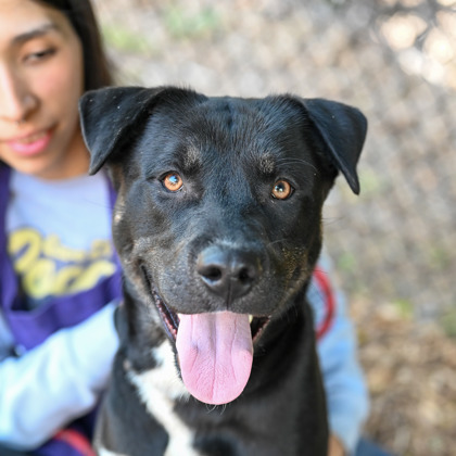 Adoptable pet photo