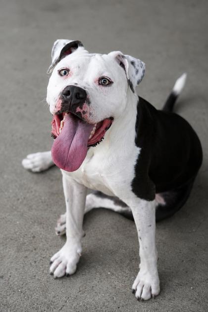Adoptable pet photo