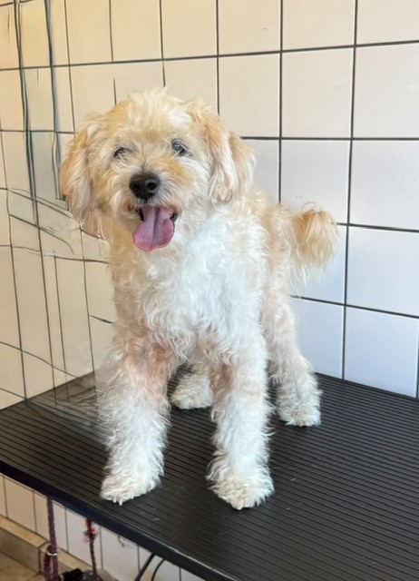 Snuggles, a Poodle, available for adoption
