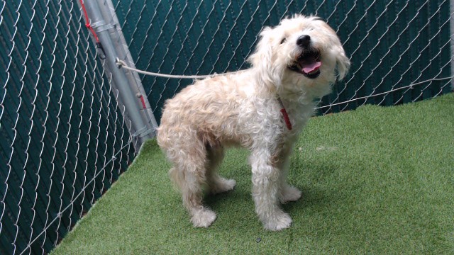 Adoptable pet photo