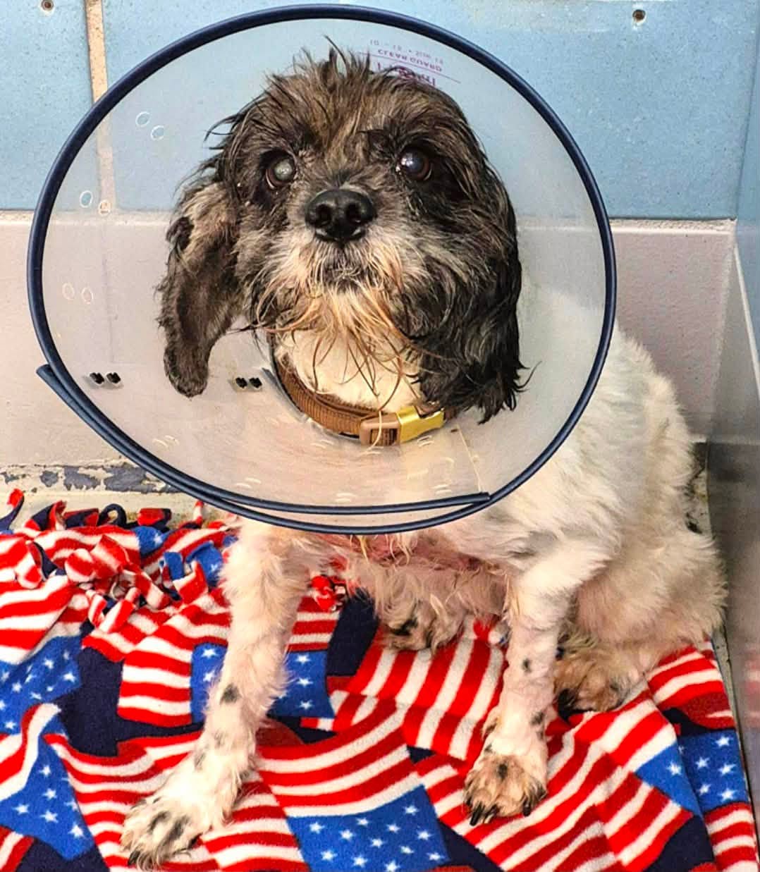 Adoptable pet photo