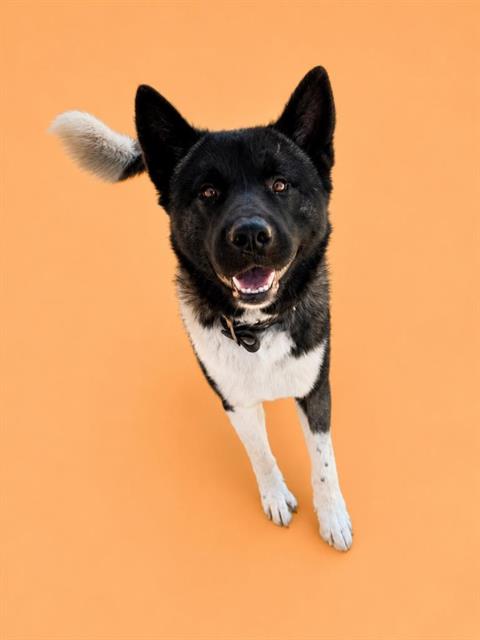 Goku, a Akita (mix breed), available for adoption