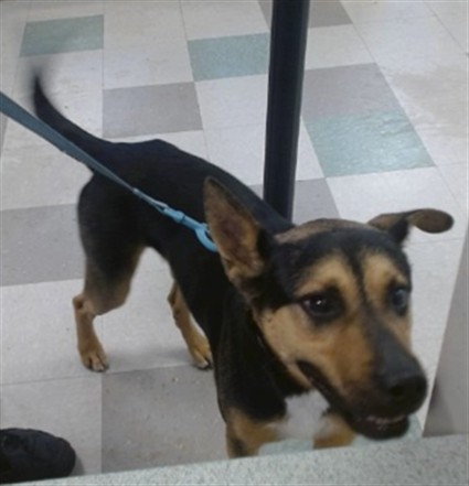 Luke, a German Shepherd (mix breed), available for adoption