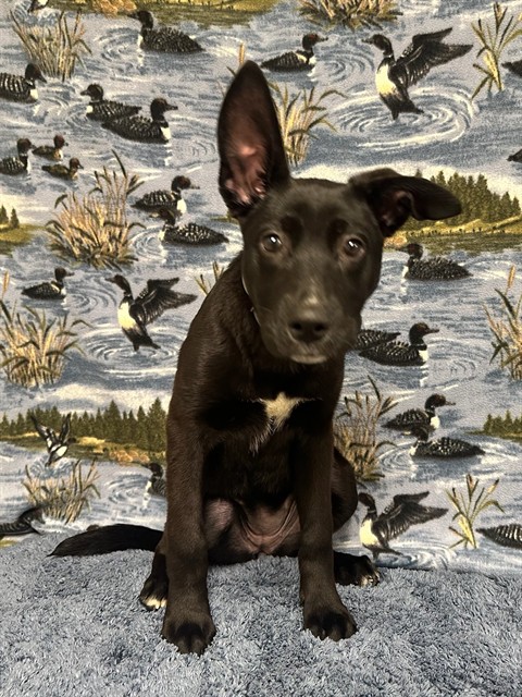 Mimi, a Labrador Retriever, available for adoption