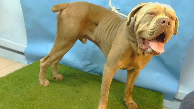 Muffin, a Cane Corso Mastiff, available for adoption