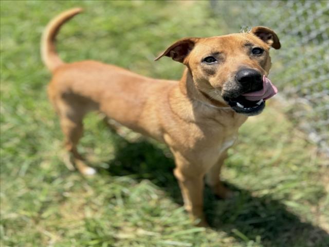 Ozu, a Staffordshire Bull Terrier (mix breed), available for adoption