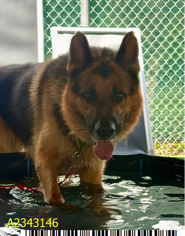 Blair, a German Shepherd, available for adoption