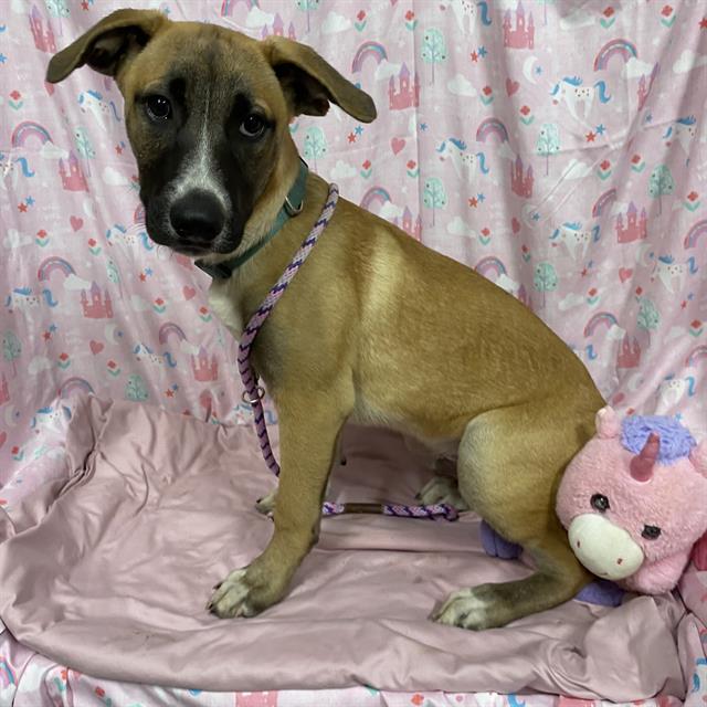 Astro, a Pit Bull Terrier, available for adoption