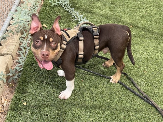 Peanut, a American Bulldog (mix breed), available for adoption