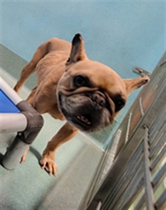 Antonio, a French Bulldog, available for adoption