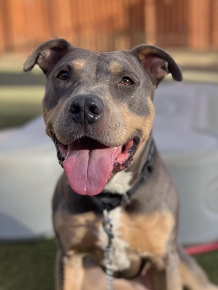 Bluey Coco Esay, a American Staffordshire Terrier, available for adoption