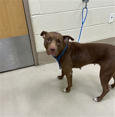 Stella, a Pit Bull Terrier (mix breed), available for adoption