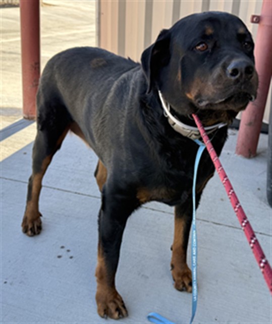 Hazel, a Rottweiler, available for adoption