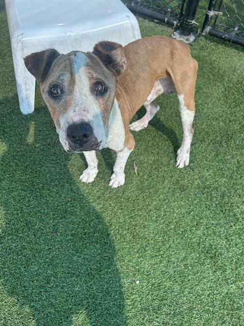 Crystal, a American Staffordshire Terrier (mix breed), available for adoption
