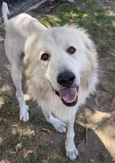 Bruce, a Great Pyrenees, available for adoption