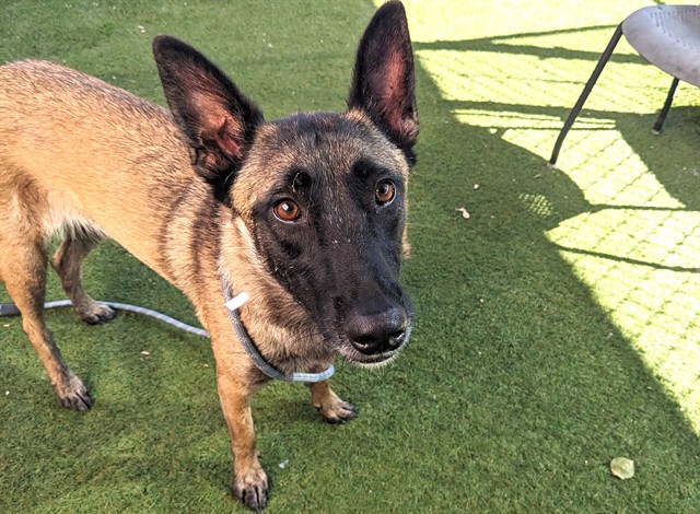Marie Claire, a Belgian Shepherd Malinois (mix breed), available for adoption