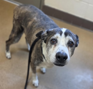 Samson, a Pit Bull Terrier (mix breed), available for adoption