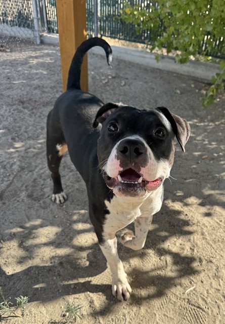 Gumbo, a Pit Bull Terrier, available for adoption