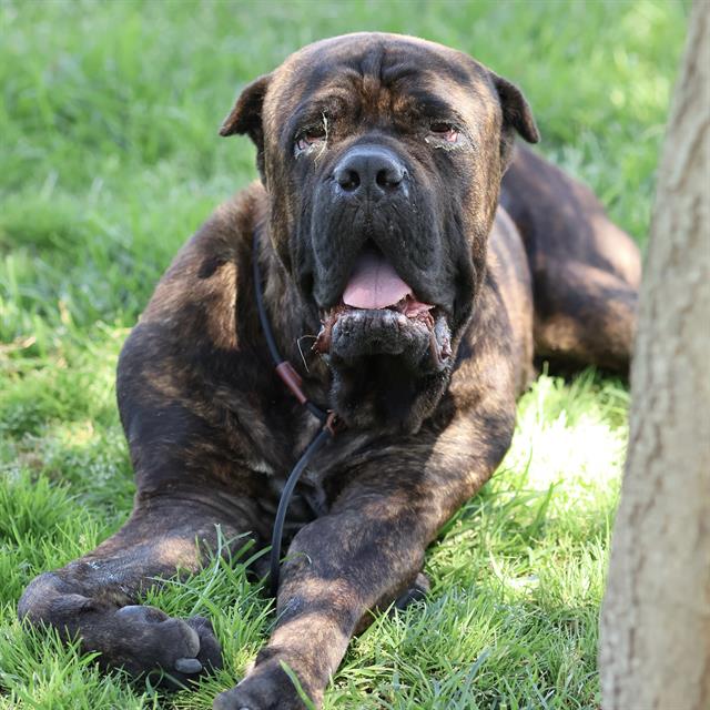 Beefy, a Cane Corso Mastiff, available for adoption