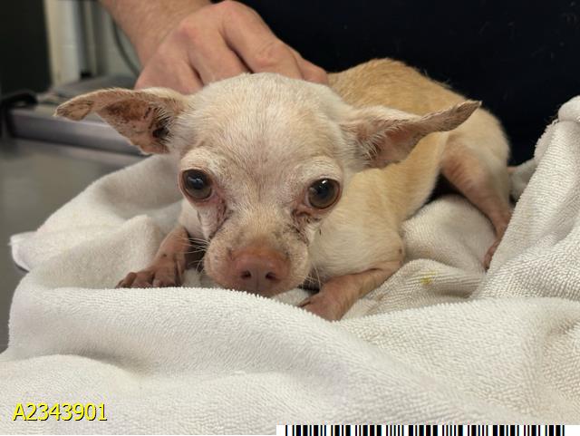 Astro, a Chihuahua, available for adoption