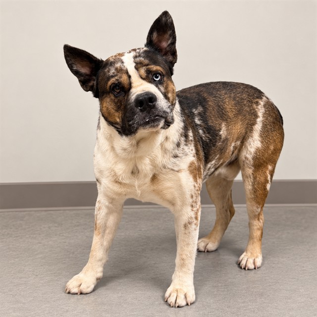 Louis, a American Bulldog, available for adoption