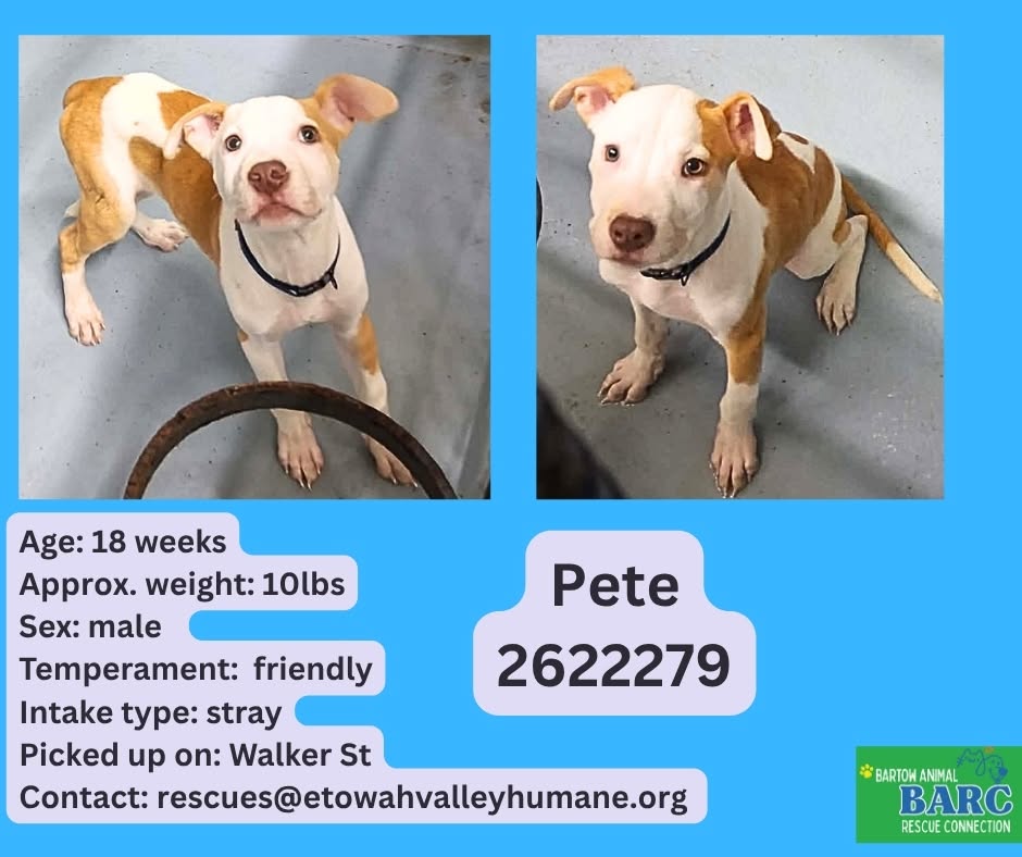 Pete, a American Staffordshire Terrier, available for adoption