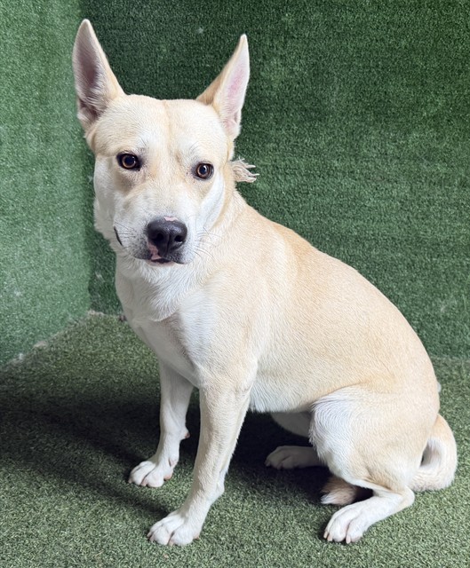 Storm, a Siberian Husky, available for adoption