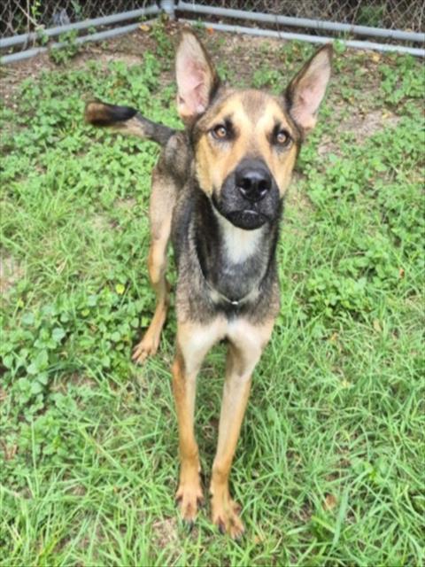 Draken, a German Shepherd (mix breed), available for adoption